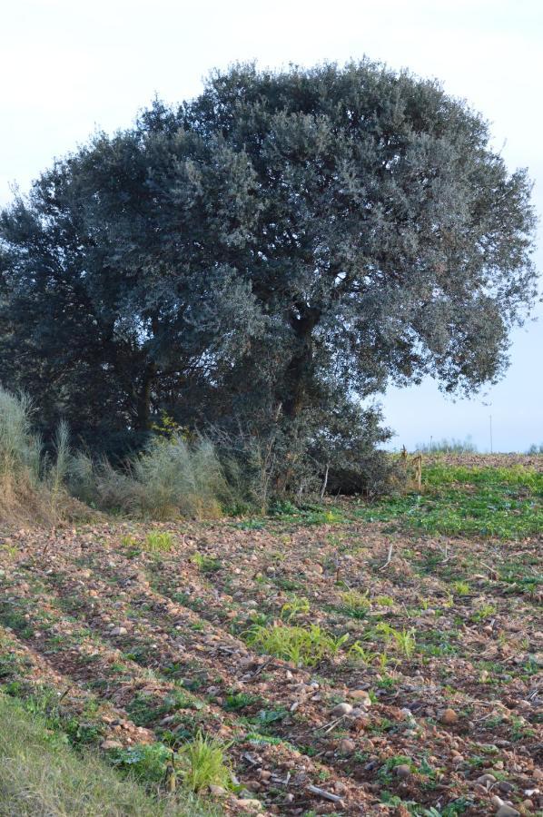 Posada La Reja Malpica de Tajo Eksteriør billede